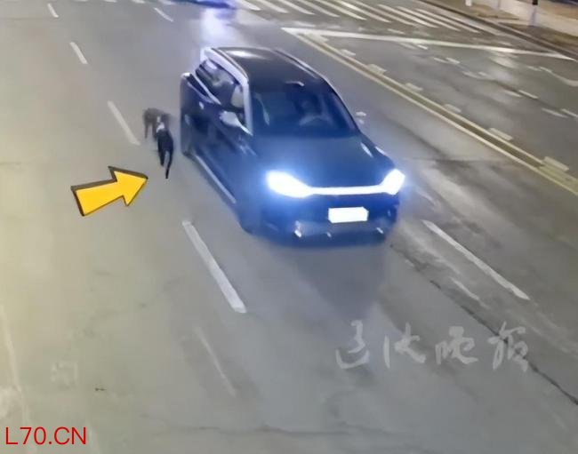 马路开车遛狗太危险交警严批评