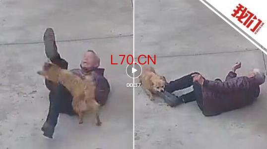 老人遭狗闯进家追咬腿部被缝19针