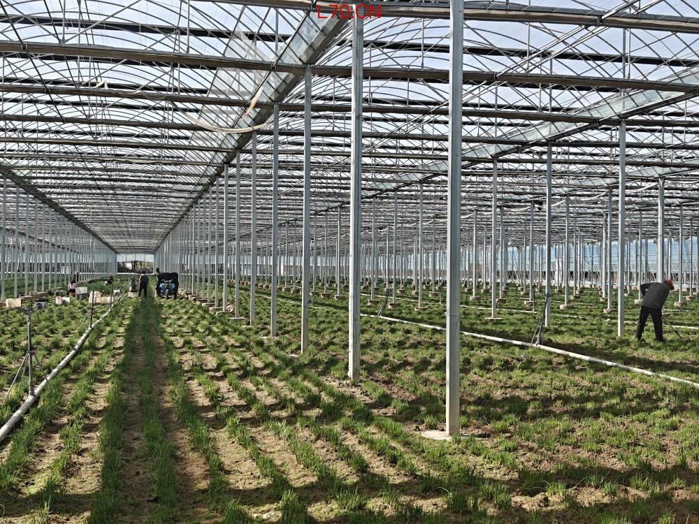 在右玉县一处香葱种植基地，工人们在收割香葱。新华社记者王皓 摄