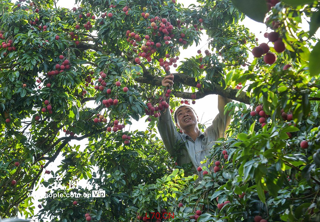 广西梧州：荔枝熟 采摘忙