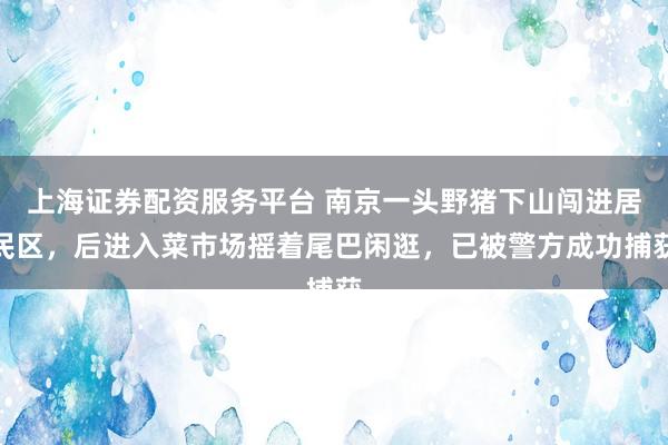 上海证券配资服务平台 南京一头野猪下山闯进居民区，后进入菜市场摇着尾巴闲逛，已被警方成功捕获